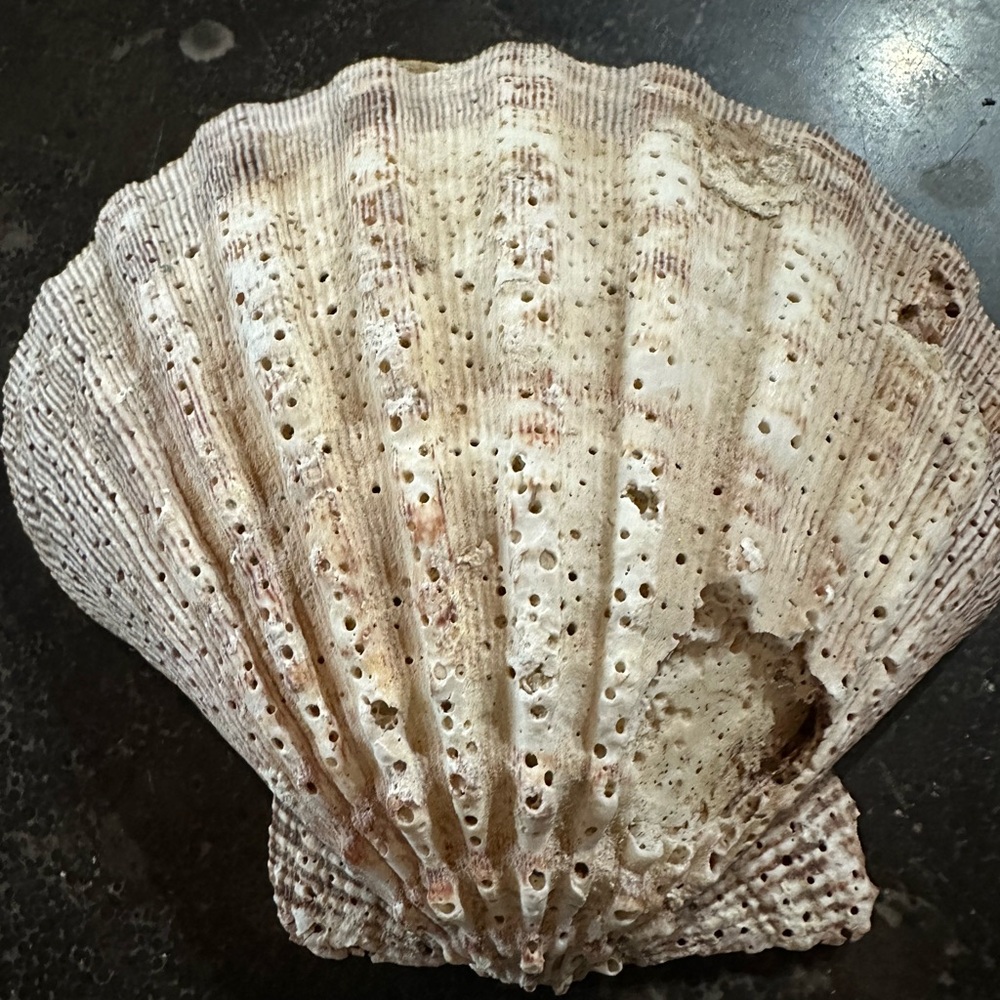 Lion’s paw Scallop shell